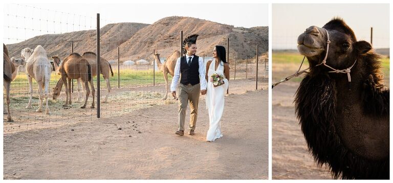 Camel Safari Desert Ranch Wedding Venue Las Vegas Cactus Lace Weddings